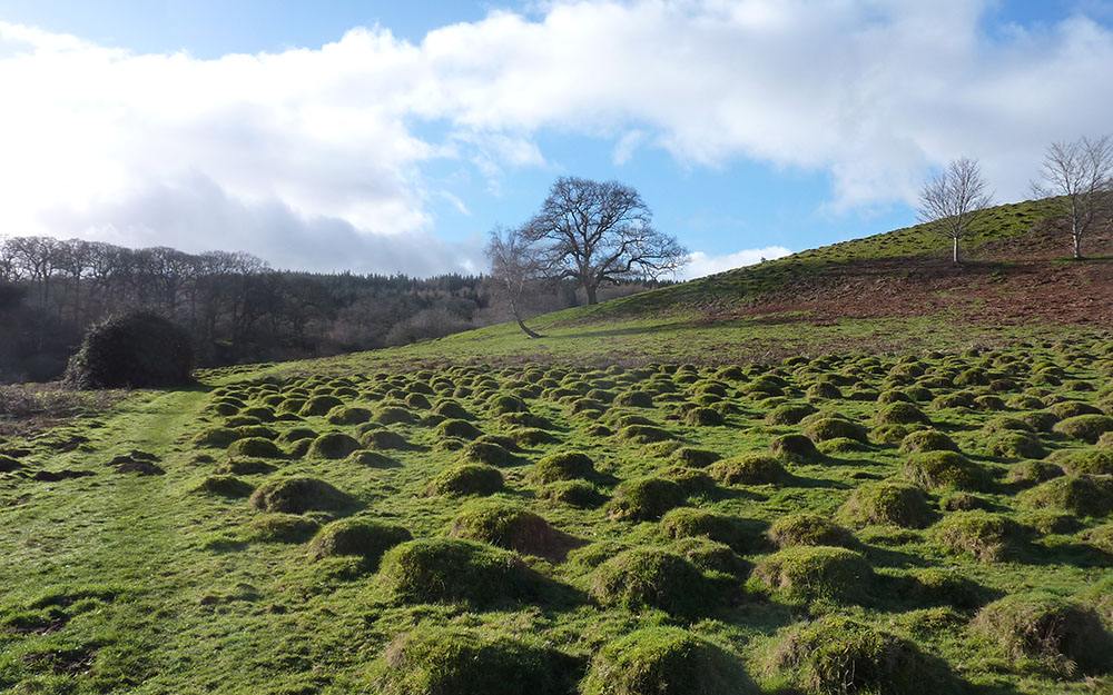 Landscape assessment of Dunster Deer Park, Somerset