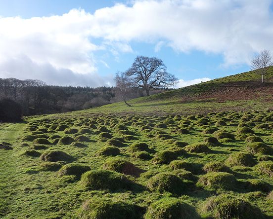 Landscape design Royal Berkshire